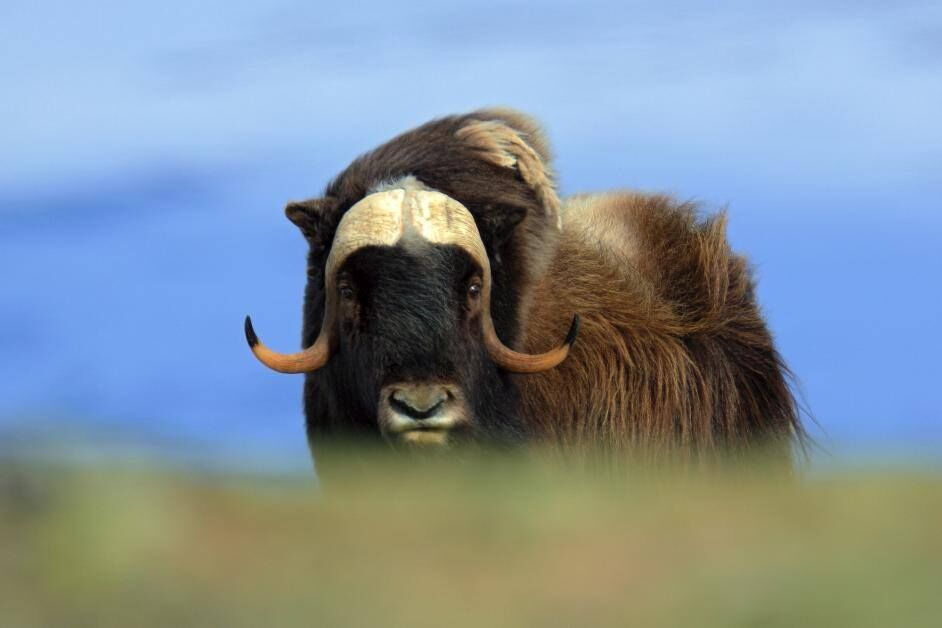 Musk Ox